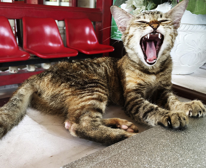 Lire l'article Le langage corporel du chat : le décodeur félin Ooba Ooba