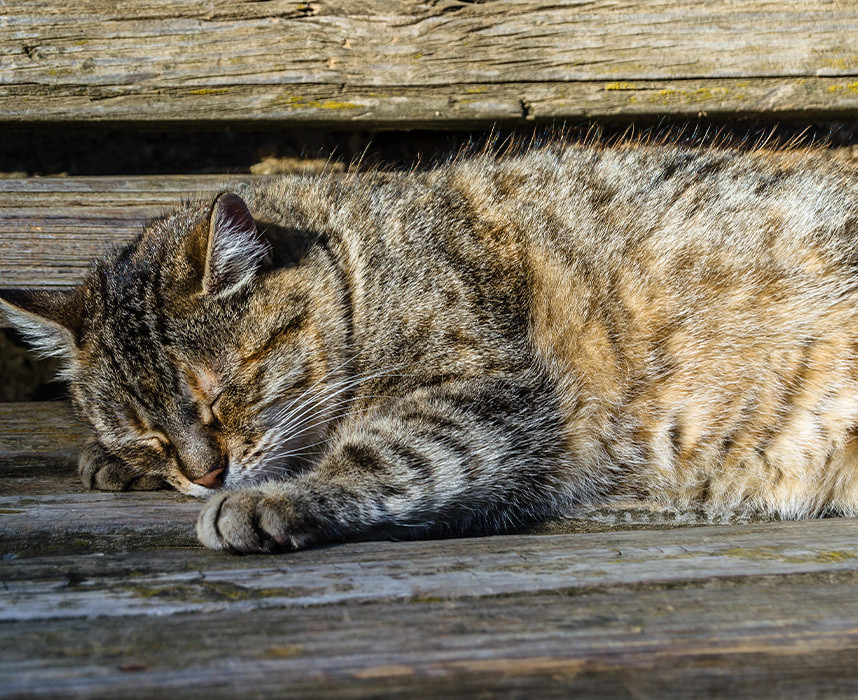 Vieux matou et petite mémère : devenir senior quand on est un chat ! Ooba Ooba