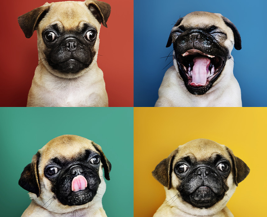 Le langage corporel des chiens : les comportements à comprendre chez votre ami à quatre pattes