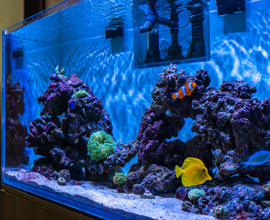 Lire l'article Le guide de l'aquariophilie pour débutant Ooba Ooba