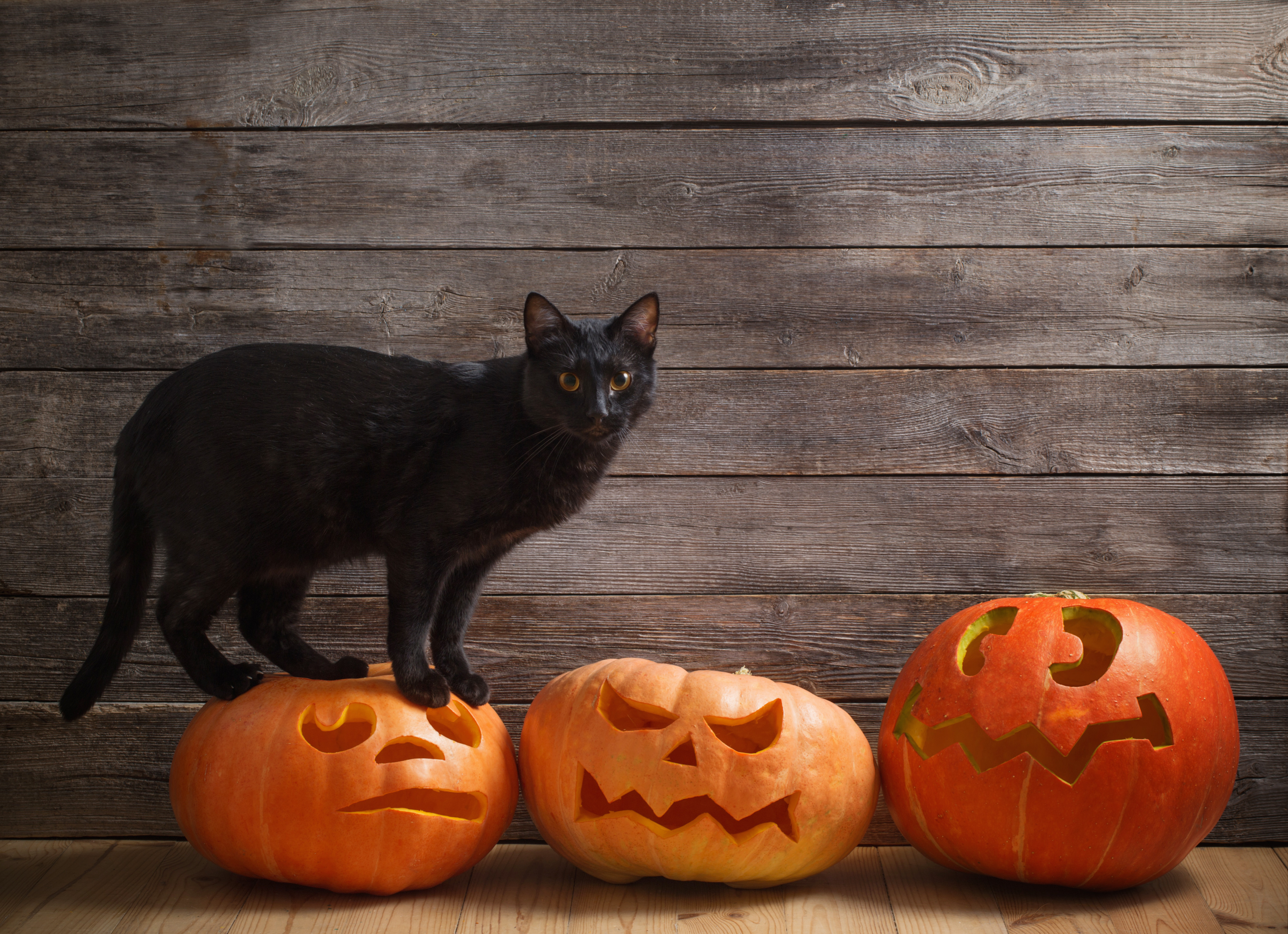 SPÉCIAL HALLOWEEN : Quels sont les animaux associés à cet événement ?