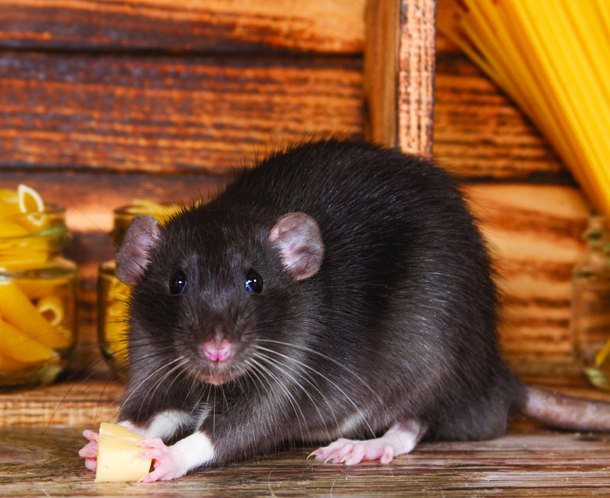 Tout ce qu’il faut savoir sur le rat domestique pour bien s'en occuper ! Ooba Ooba