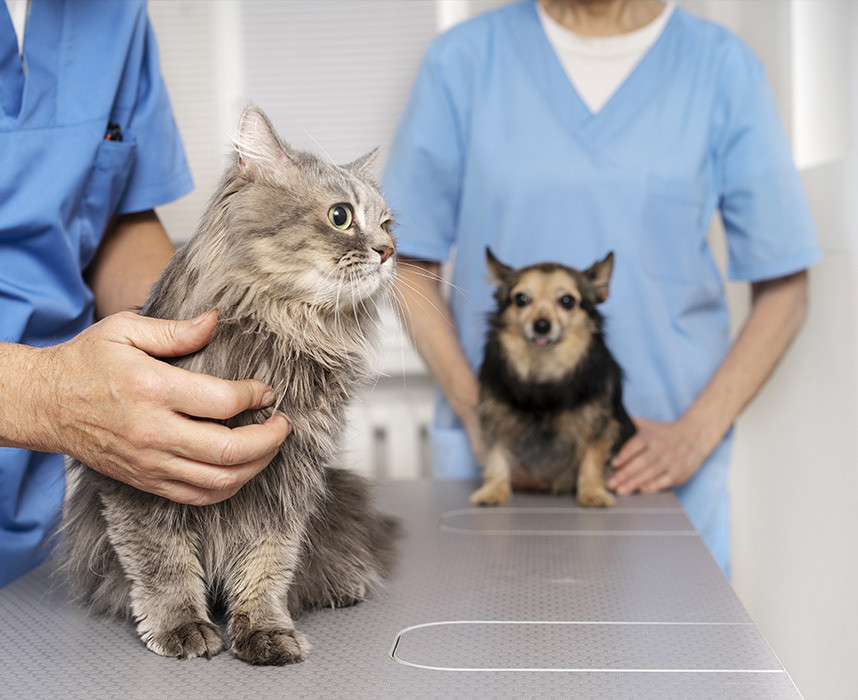 Lire l'article Santé animale : Le guide des compléments alimentaires Ooba Ooba