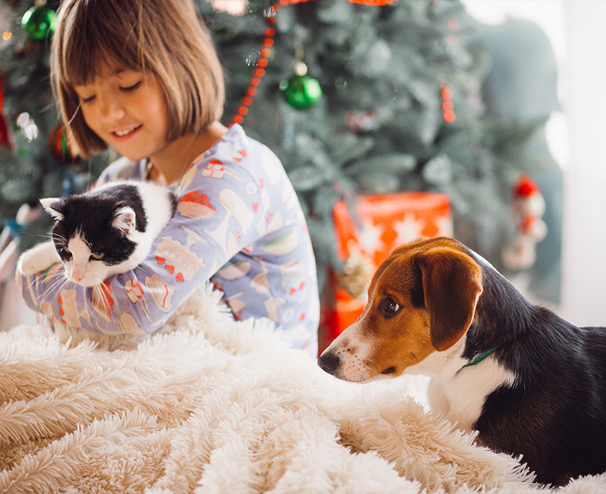 Préparez Noël avec vos animaux !