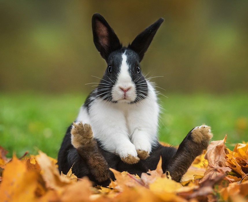 Tout savoir sur le lapin pour bien s'en occuper en 5 points !