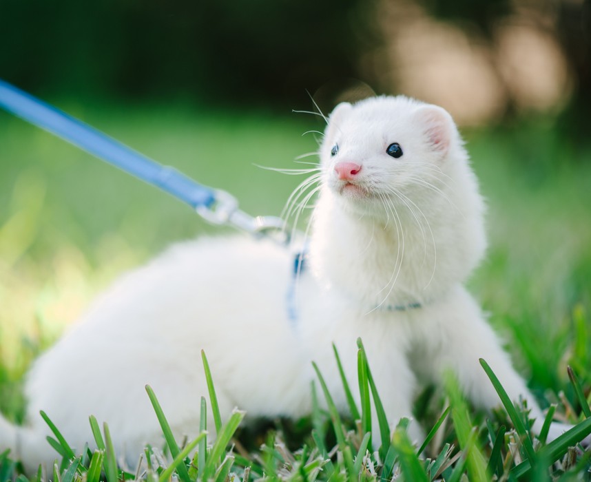 Le furet, tout savoir sur lui pour bien s'en occuper en 5 points ! Ooba Ooba