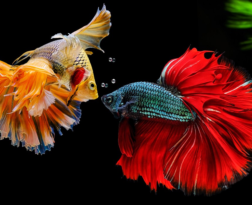 Le poisson combattant, ce somptueux poisson solitaire ! Ooba Ooba Le poisson combattant, ce somptueux poisson solitaire ! Ooba Ooba