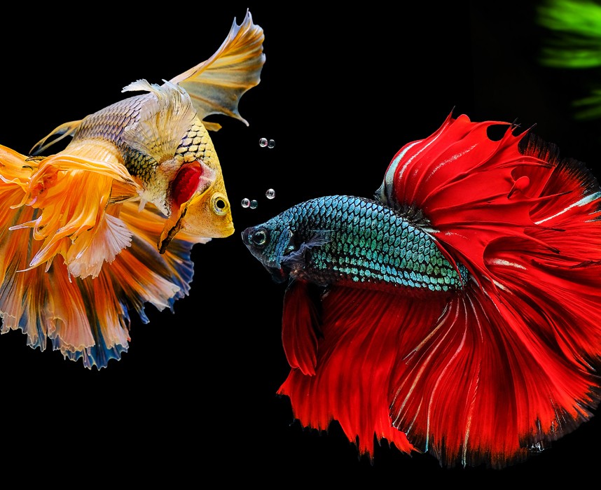 Poisson Combattant (Betta Splendens) - Poisson d'aquarium