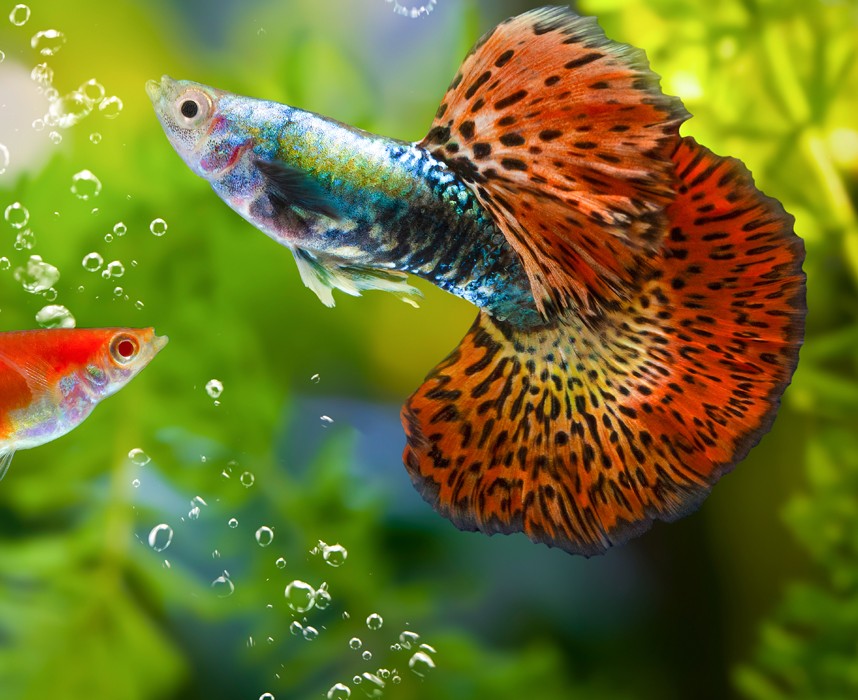 Le guppy, ce magnifique petit poisson domestique ! Ooba Ooba Le guppy, ce magnifique petit poisson domestique ! Ooba Ooba