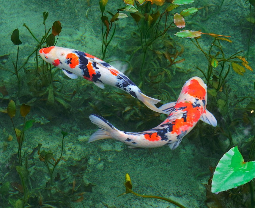 La carpe koï, ce majestueux poisson d’ornement ! Ooba Ooba La carpe koï, ce majestueux poisson d’ornement ! Ooba Ooba