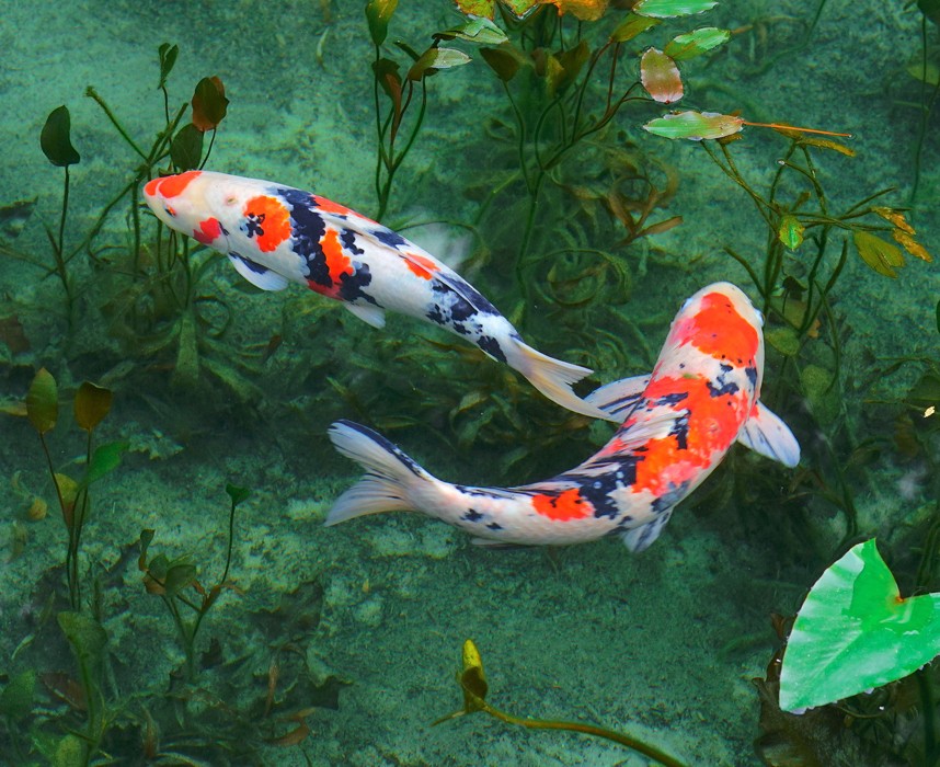 La carpe koï, ce majestueux poisson d’ornement ! Ooba Ooba