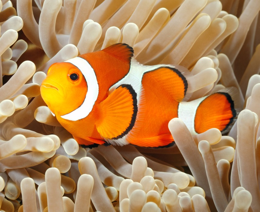 Le poisson-clown, qui est donc ce poisson aux couleurs stupéfiantes ? Ooba Ooba Le poisson-clown, qui est donc ce poisson aux couleurs stupéfiantes ? Ooba Ooba