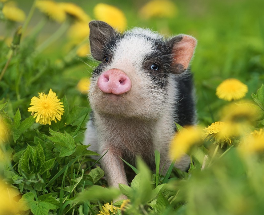 Nos conseils pour adopter un cochon domestique ! Ooba Ooba