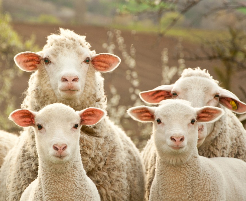 Les moutons, ses petits nuages sur pattes ! Ooba Ooba Les moutons, ses petits nuages sur pattes ! Ooba Ooba