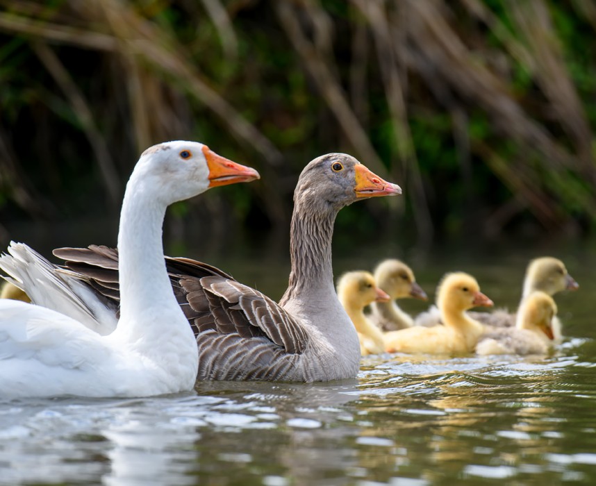 L'oies domestique, un oiseau gracieux et d'une grande aide au jardin ! Ooba Ooba