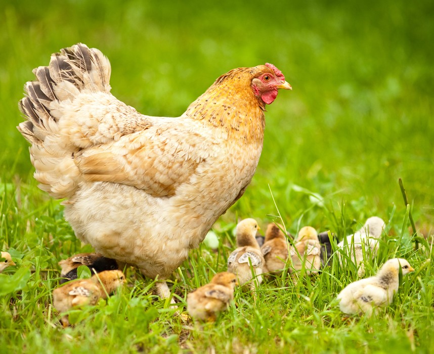 Les poules, ces nouvelles coqueluches de nos jardins ! Ooba Ooba