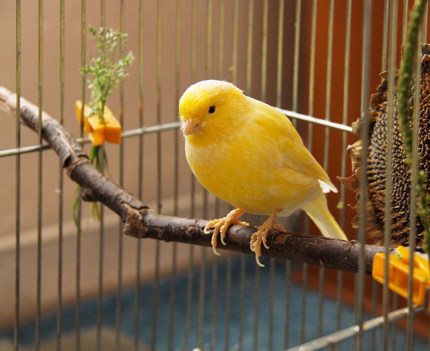 Le Canari, le chanteur rayonnant Ooba Ooba