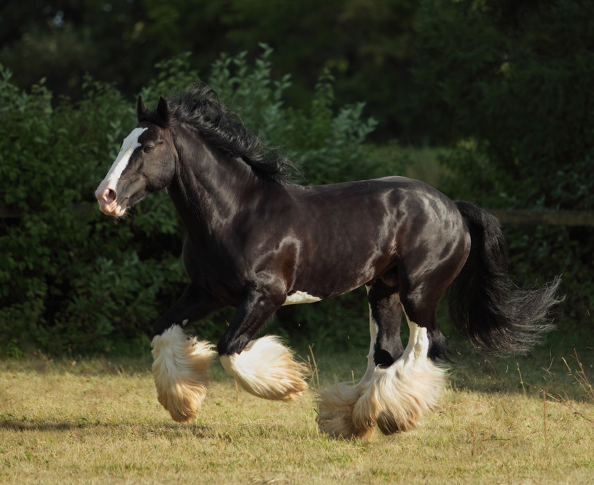 Le Shire, un gentil géant. Un cheval de trait gentil et calme.