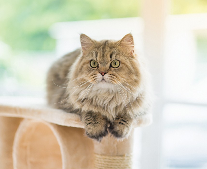 Le chat persan, cette adorable boule de poils ! Ooba Ooba