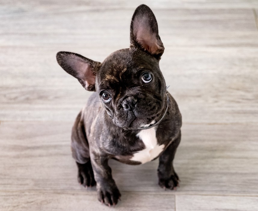 Bouledogue français, tout ce qu’il faut savoir sur ce petit frenchy Ooba Ooba