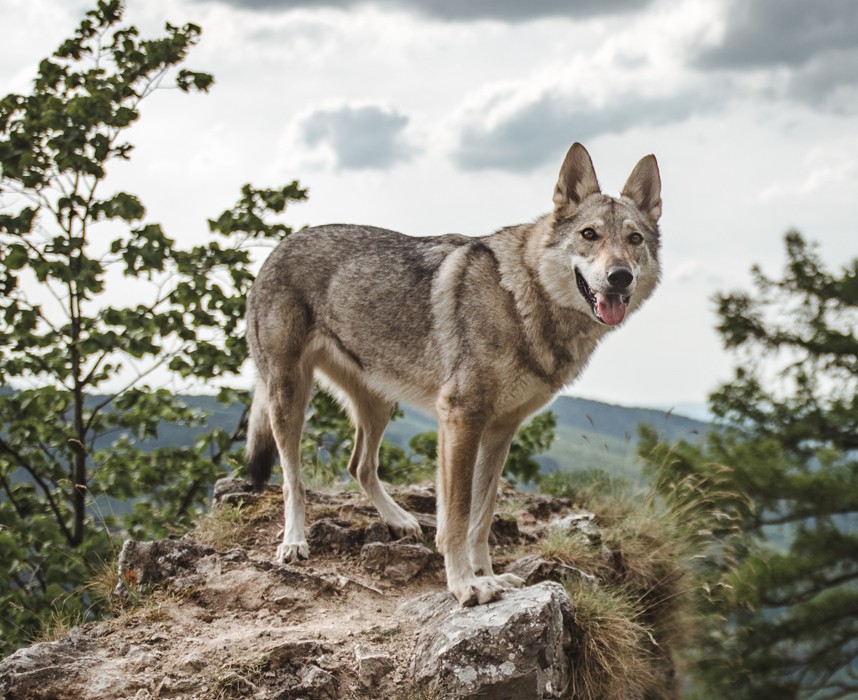 L'étonnant chien loup tchécoslovaque ! Ooba Ooba