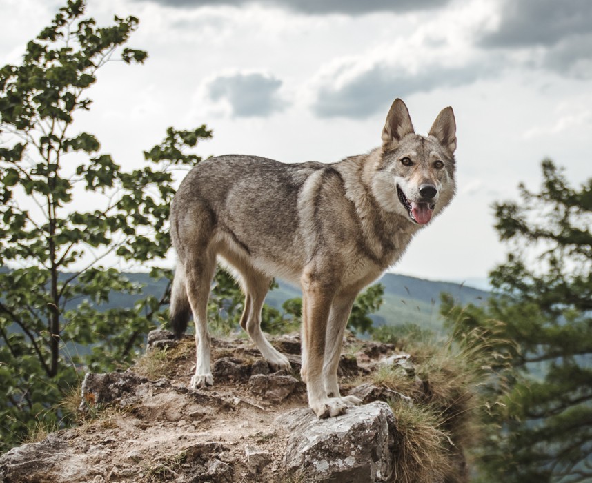 Tout Ce Qu Il Faut Savoir Sur L Etonnant Chien Loup Tchecoslovaque