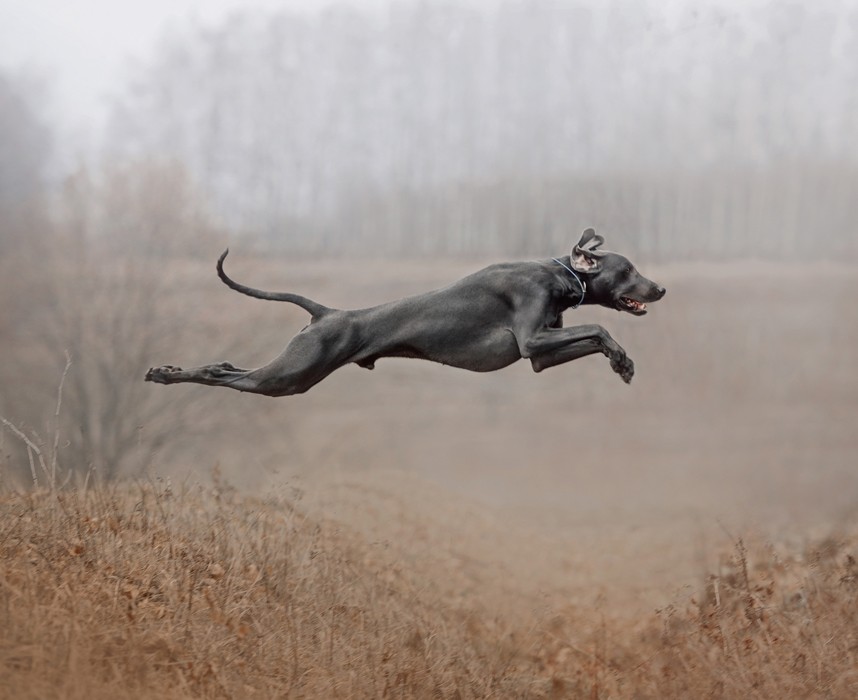 Les 10 meilleures races de chiens de chasse pour les bons chasseurs ! Ooba Ooba