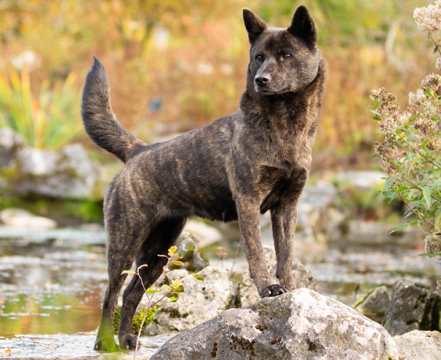 Les 12 races de chien japonais magnifiques qui font la fierté du Japon Ooba Ooba