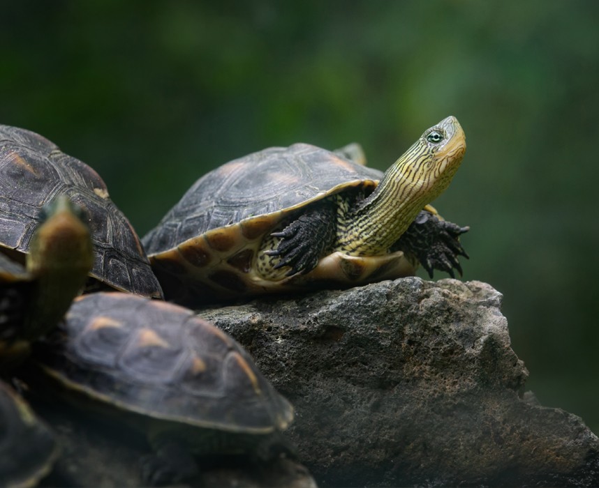 Lire l'article Adopter une tortue en France c’est interdit dans certains cas. Que dit la loi ? Ooba Ooba