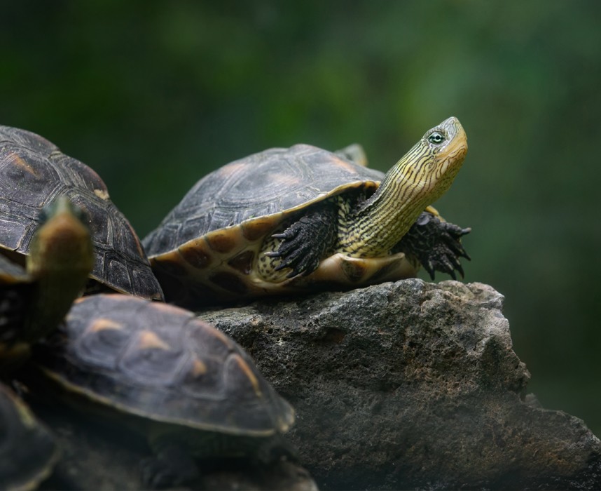 Les conseils et soins à apporter à une tortue terrestre