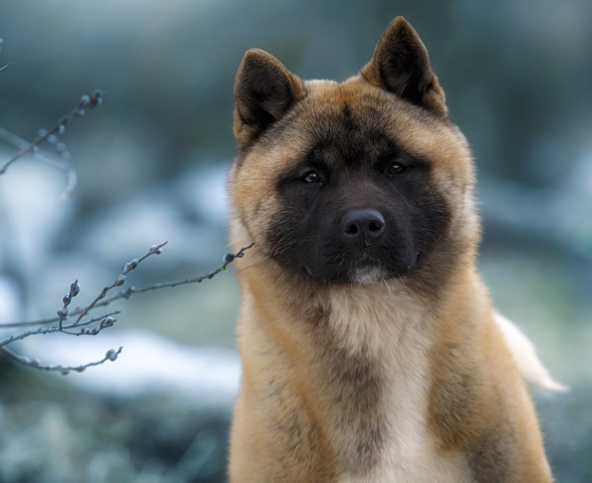 L’Akita Américain à ne pas confondre avec son cousin japonais ! Ooba Ooba