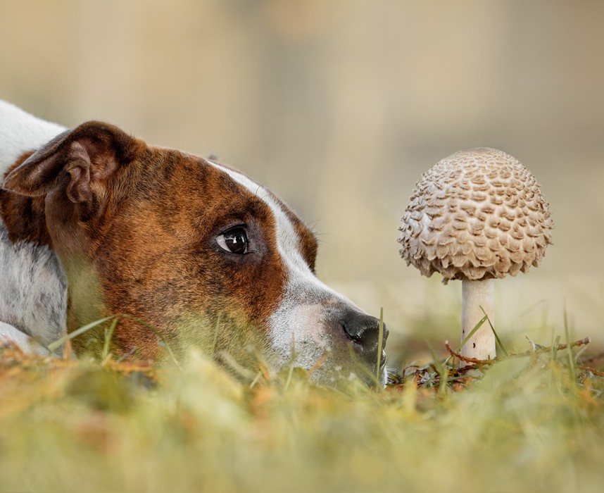 Lire l'article Les 10 fruits et légumes à éviter pour le bien-être de votre chien Ooba Ooba