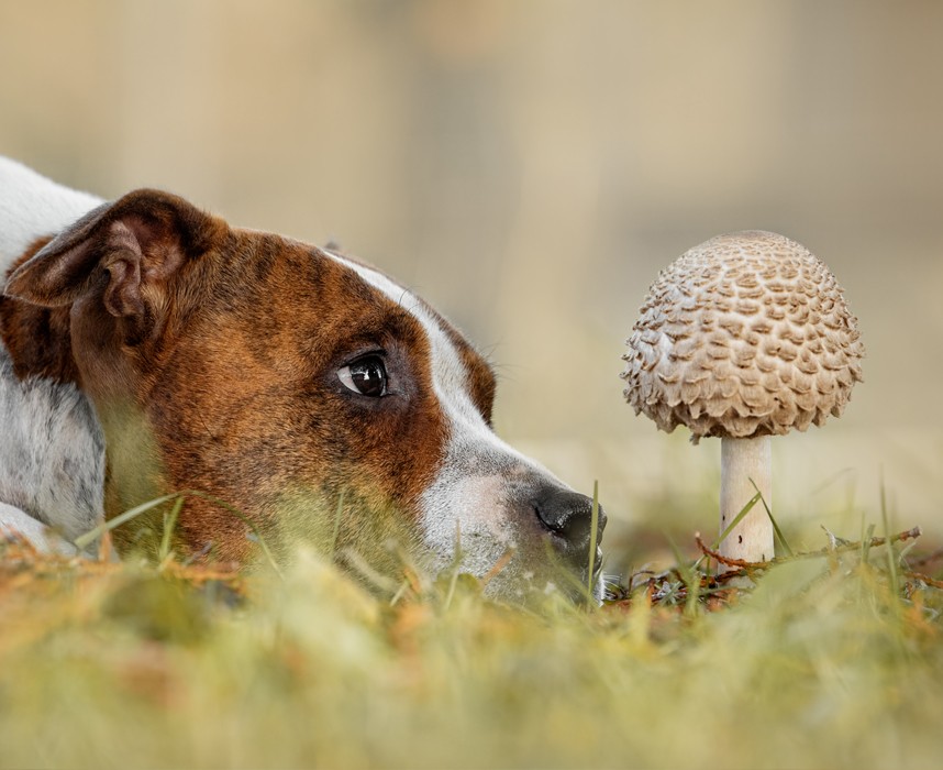 Les 10 fruits et légumes à éviter pour le bien-être de votre chien Ooba Ooba