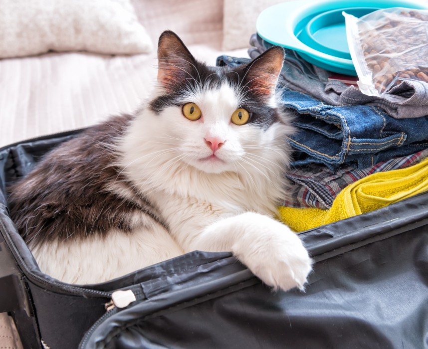 Comment vous organiser avec votre chat quand vous partez en vacances ? Ooba Ooba