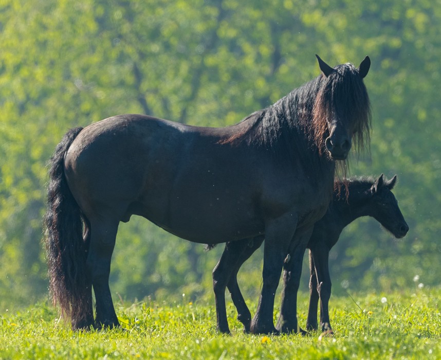 Le Mérens, ce grand poney noir Ooba Ooba