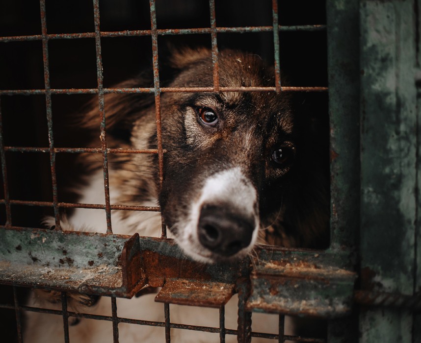 L'abandon des animaux de compagnie... un thème encore trop récurrent en 2021 Ooba Ooba