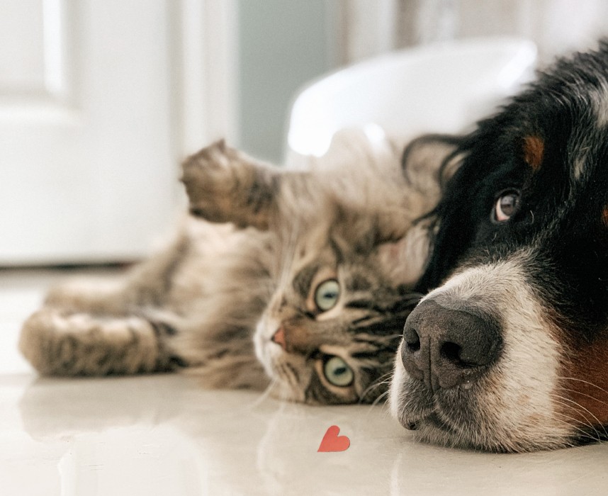 Lire l'article Les animaux de compagnie peuvent-ils transmettre le Covid-19 ? Ooba Ooba