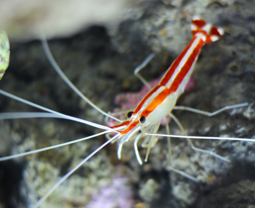 Feuilles de Goyave pour crevette et poisson en aquarium