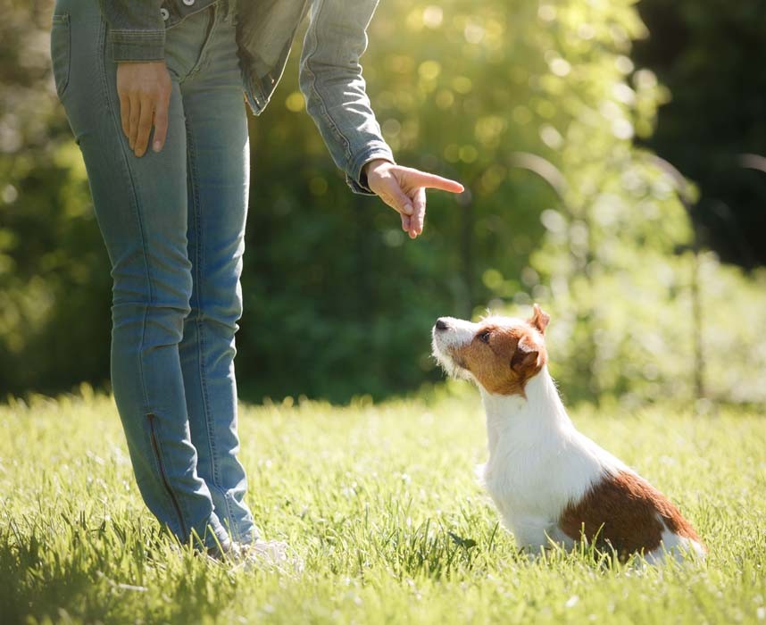 Comment éduquer un chiot ou son chien ? Ooba Ooba