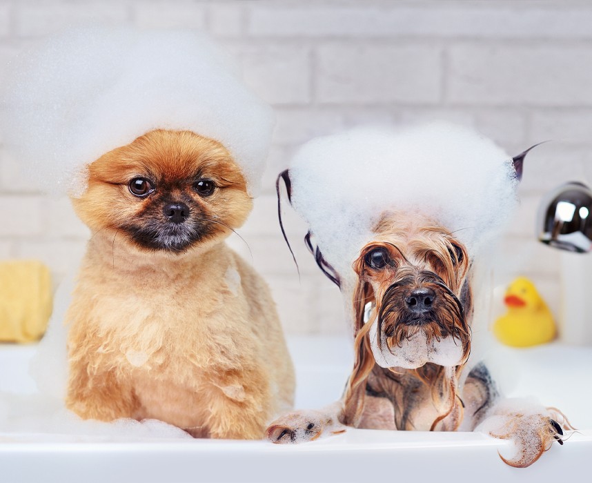 Comment choisir le bon shampoing pour mon chien ? Ooba Ooba Comment choisir le bon shampoing pour mon chien ? Ooba Ooba
