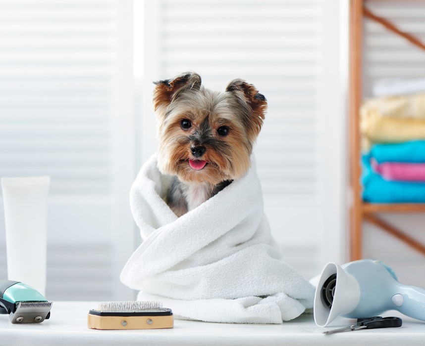 Comment toiletter son chien à la maison ?  Ooba Ooba