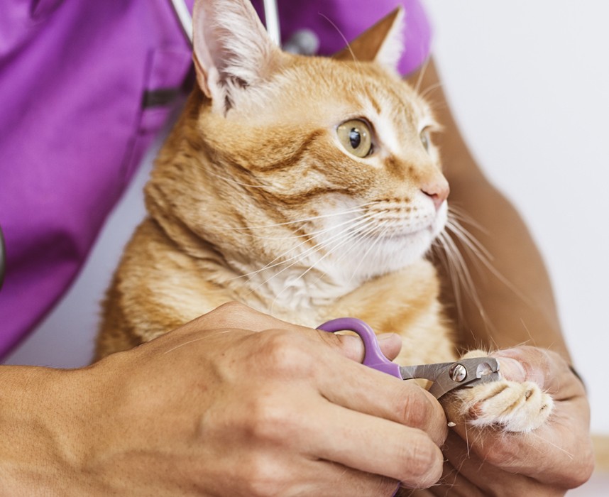 Comment Couper Les Griffes De Mon Chat Les Bonnes Pratiques