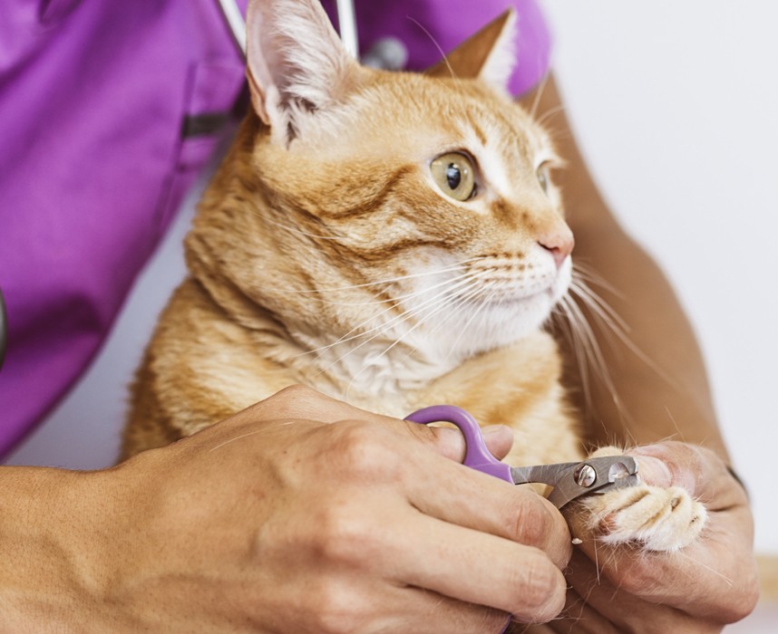 Comment couper les griffes de mon chat ? Les bonnes pratiques Ooba Ooba