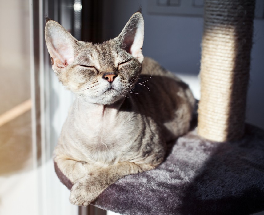 L’arbre à chat… pour ceux qui aiment se percher !  Ooba Ooba