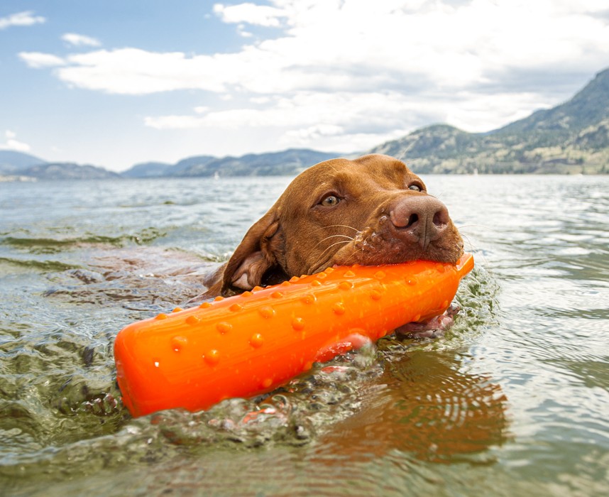 Comment apprendre à nager à son chien ? Ooba Ooba