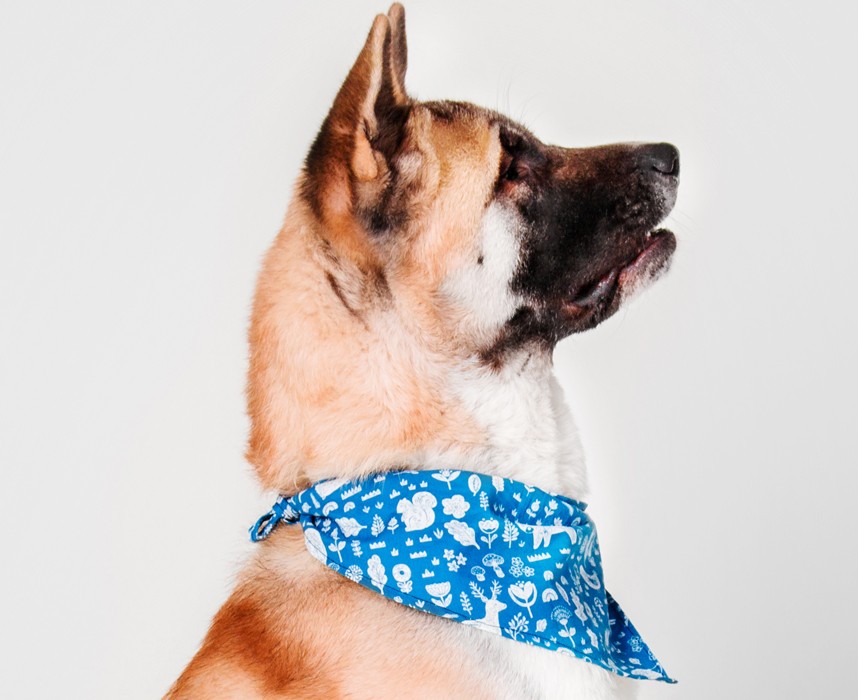 Lire l'article La mode estivale du chien Ooba Ooba