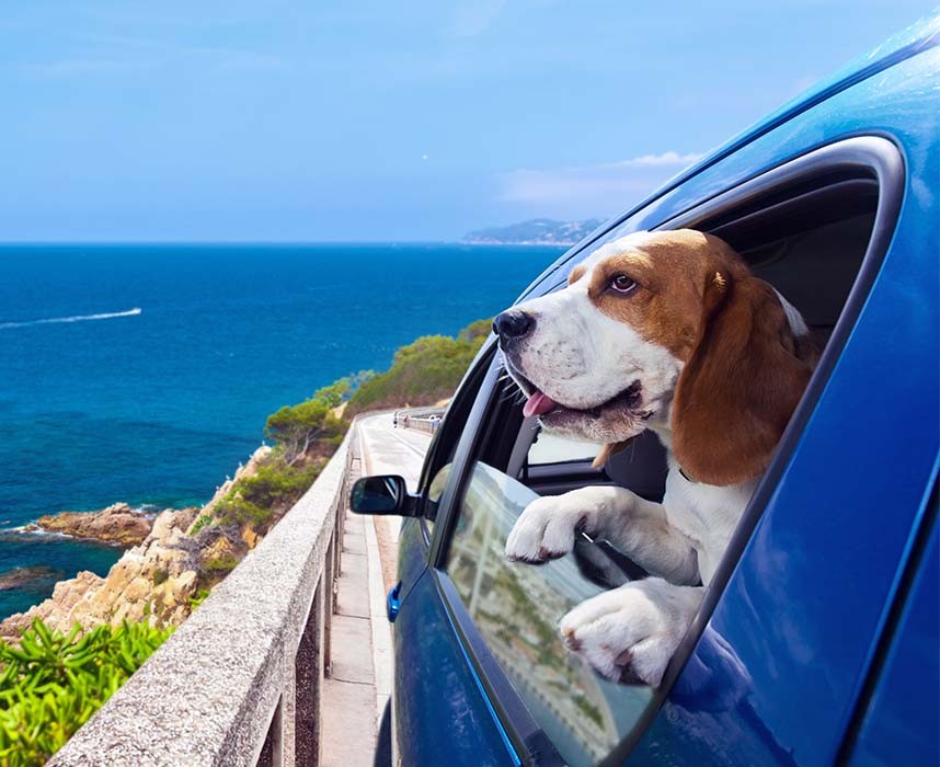 Comment partir en vacances avec son chien ? Ooba Ooba