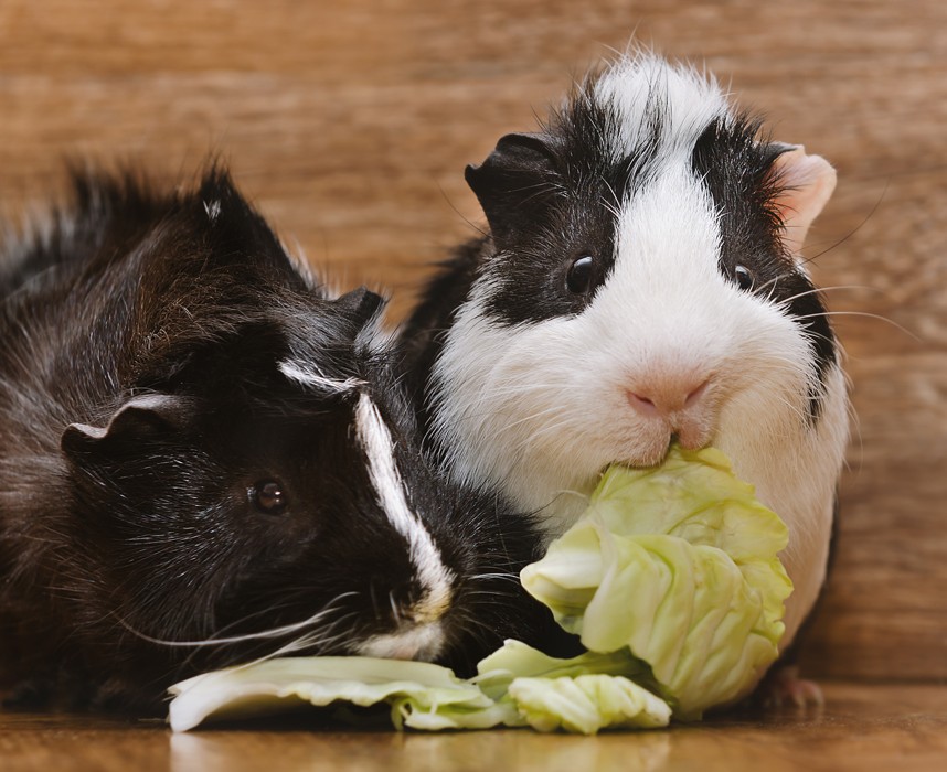 Cochon d'Inde, tout ce qu'il faut savoir pour bien s'en occuper en