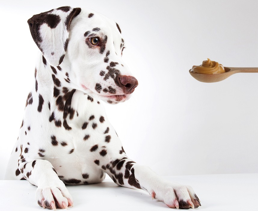 LA gourmandise phare : le beurre de cacahuète pour chien !
