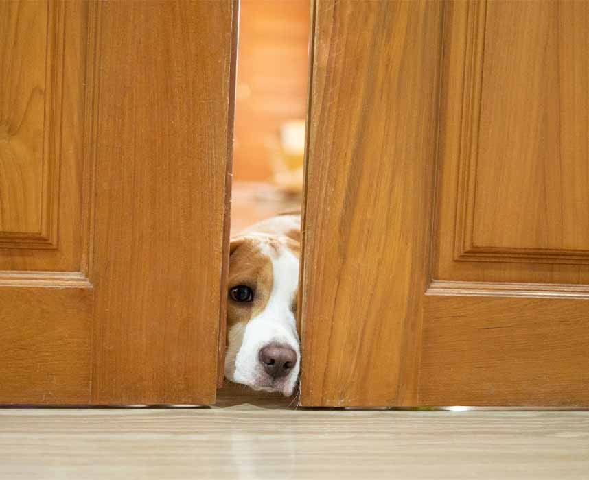 Lire l'article L'anxiété de la séparation avec son chien : comment la travailler ? Ooba Ooba